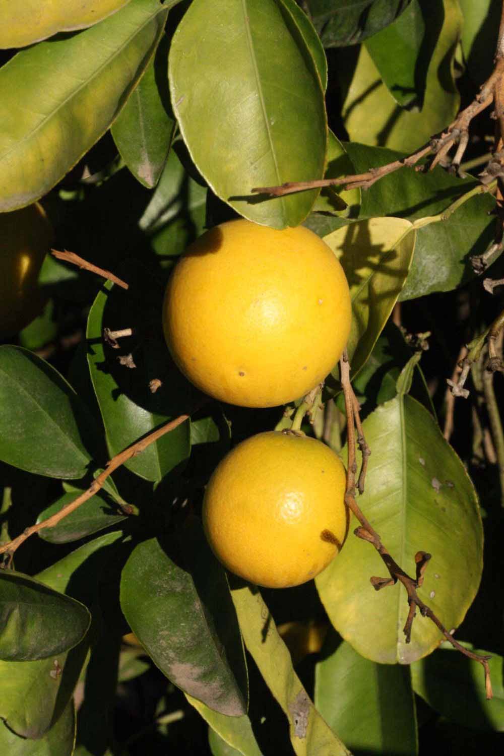             Fruit (Riverside, CA)       